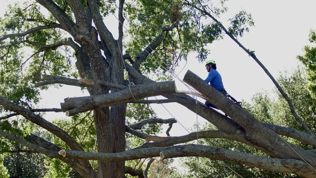 Professional Crown Thinning performed by certified arborists in Kenton